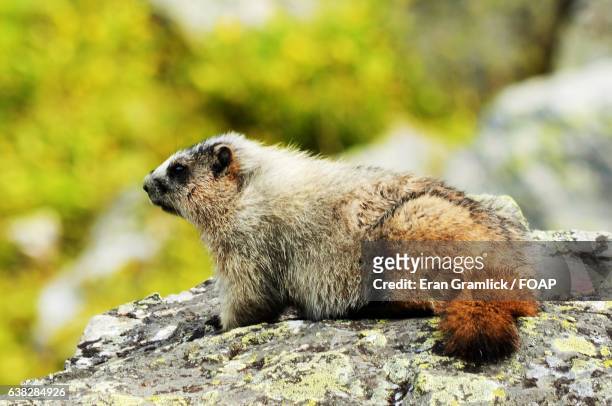 close-up of a marmot - lago o'hara foto e immagini stock