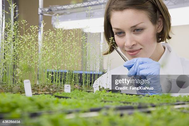 scientist checking plant seedling growth in laboratory - biologist stock pictures, royalty-free photos & images