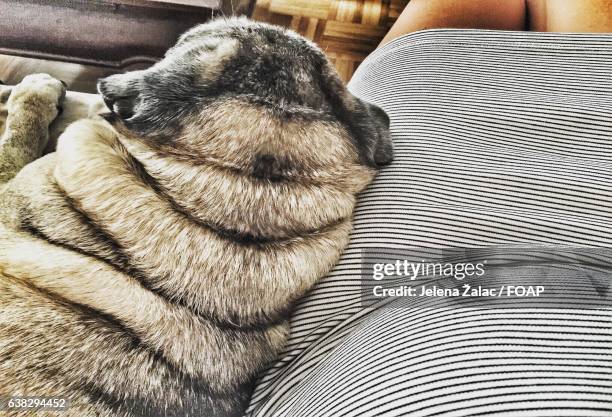 close-up of dog napping on couch - anjo da guarda imagens e fotografias de stock