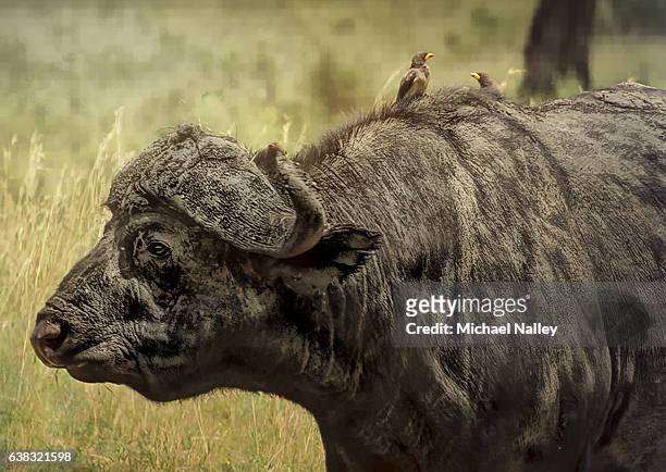 african buffalo - yellow billed oxpecker stock pictures, royalty-free photos & images