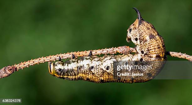 Agrius Photos and Premium High Res Pictures - Getty Images