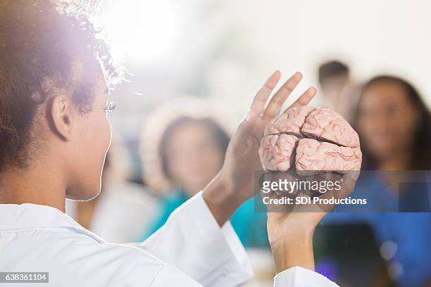 zuversichtliche medizinische professorin mit menschlichem gehirnmodell - brain training stock-fotos und bilder