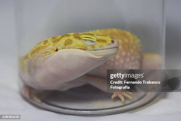 lizard in a glass too narrow. - sleeping snake stock pictures, royalty-free photos & images