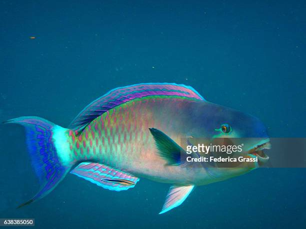 colorful parrotfish in turquoise tropical lagoon - ブダイ ストックフォトと画像