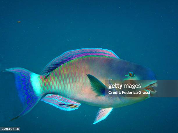 colorful parrotfish in turquoise tropical lagoon - papegojfisk bildbanksfoton och bilder