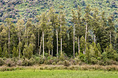 podocarp forest in New Zealand