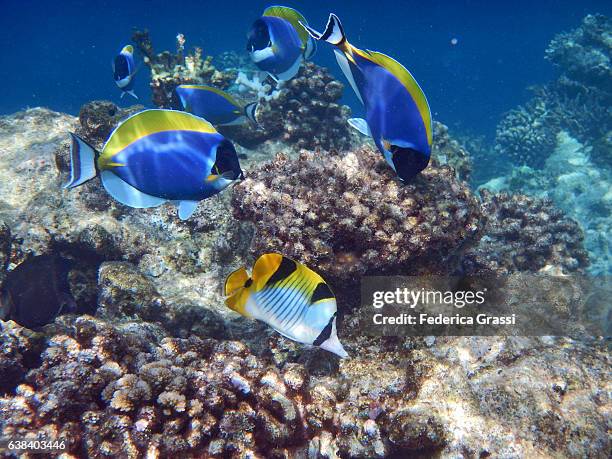 blackwedged butterflyfish and powderblue surgeonfish - butterflyfish stock pictures, royalty-free photos & images