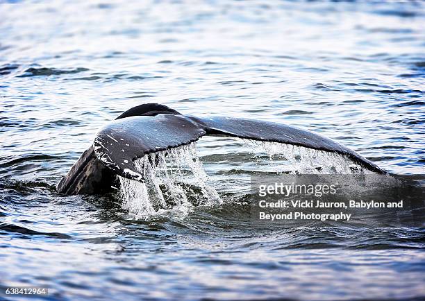 humpback whale fluke close up - rockaway peninsula stockfoto's en -beelden