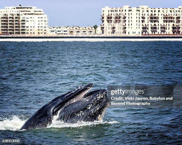 humpback whale lunge feeding against long beach, ny background - rockaway peninsula stockfoto's en -beelden