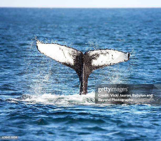 humpback whale fluke - babylon new york stock pictures, royalty-free photos & images