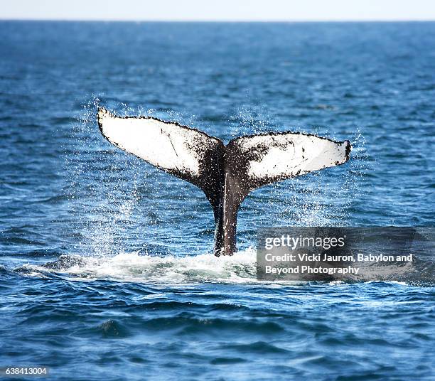 humpback whale fluke - stjärtfena bildbanksfoton och bilder