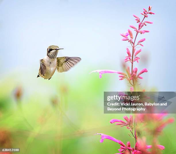 hummingbird flying toward a pink flower - ruby throated hummingbird stock pictures, royalty-free photos & images