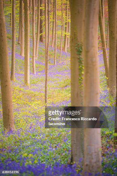 enchanted forest, hallerbos, belgium - iacomino belgium foto e immagini stock