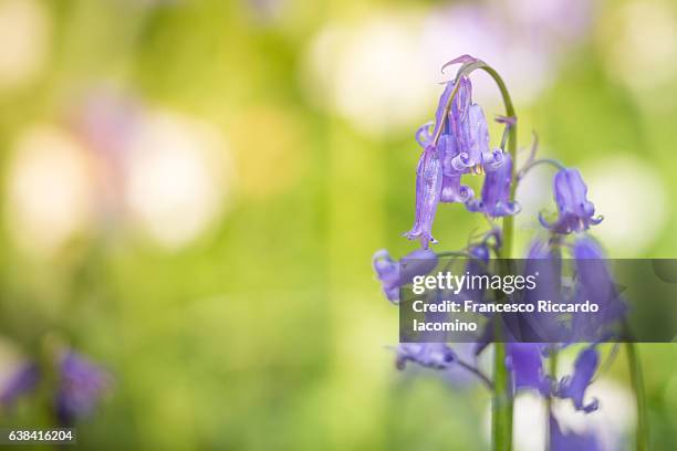 enchanted forest, hallerbos, belgium - iacomino belgium stock pictures, royalty-free photos & images