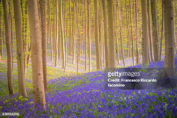 enchanted forest, hallerbos, belgium - iacomino belgium foto e immagini stock
