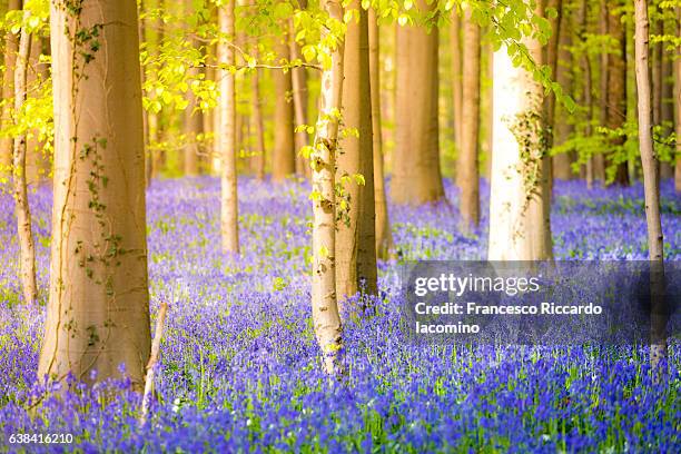 enchanted forest, hallerbos, belgium - iacomino belgium stock pictures, royalty-free photos & images