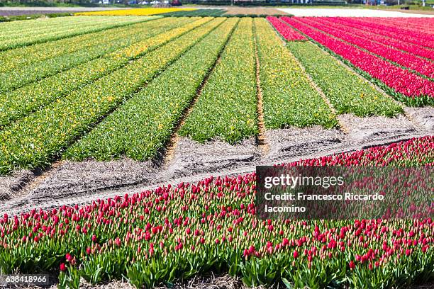 tulips row in lisse, netherlands - iacomino netherlands stock pictures, royalty-free photos & images