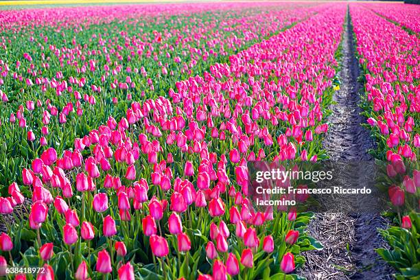 tulips row in lisse, netherlands - iacomino netherlands stock pictures, royalty-free photos & images