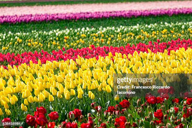 tulips row in lisse, netherlands - iacomino netherlands stock pictures, royalty-free photos & images