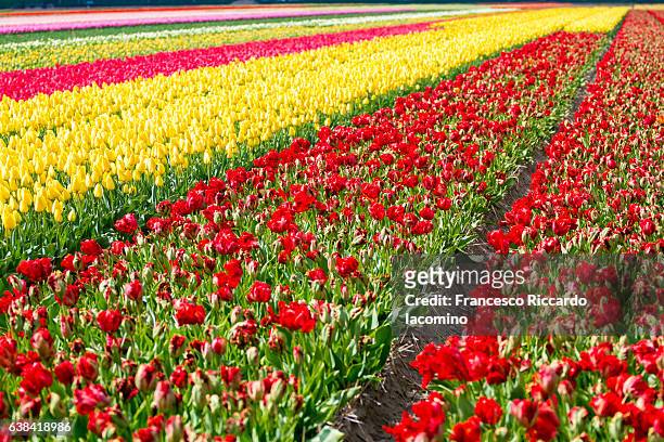tulips row in lisse, netherlands - iacomino netherlands stock pictures, royalty-free photos & images