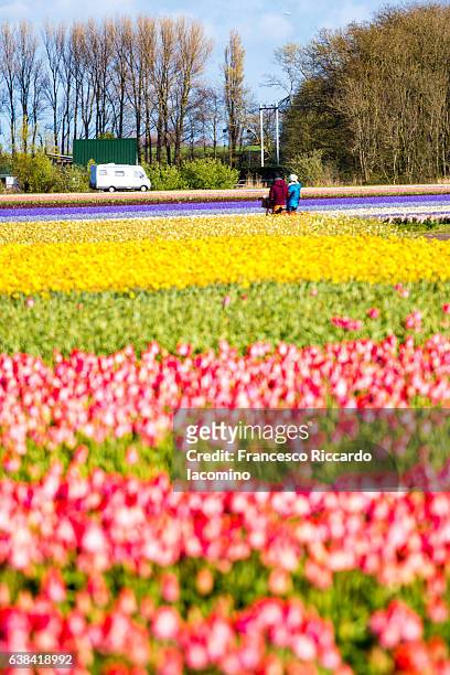 tulips row in lisse, netherlands - lisse bildbanksfoton och bilder