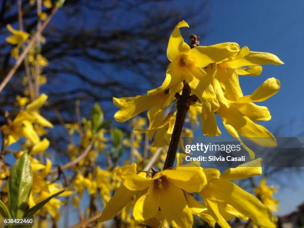 blooming tree with yellow flowers - silvia casali stockfoto's en -beelden