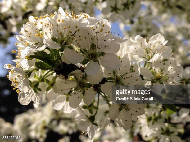 blooming tree with white flowers - silvia casali stock pictures, royalty-free photos & images