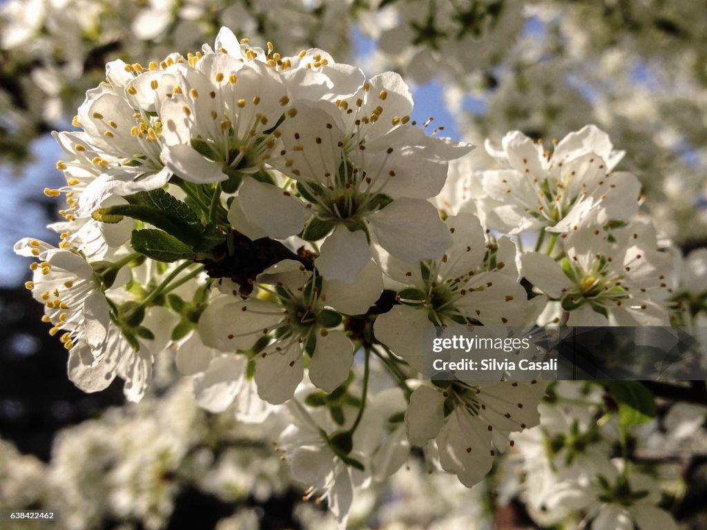 Blooming tree with white flowers