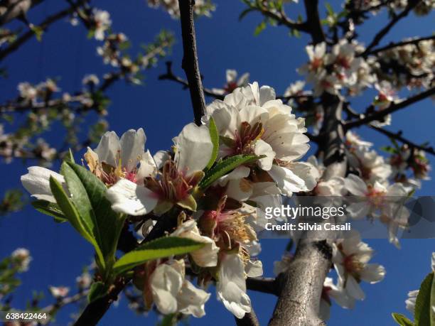 cherry tree blooming - silvia casali stockfoto's en -beelden