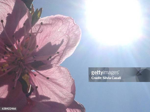 apricot tree blooming - silvia casali stockfoto's en -beelden