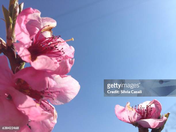 apricot tree blooming - silvia casali stock-fotos und bilder
