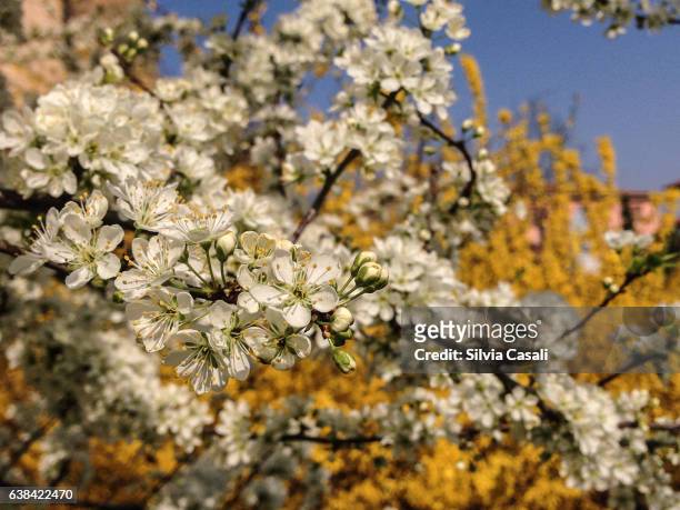 spring blooming in white and yellow - silvia casali stock-fotos und bilder