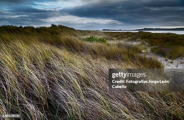 paja brava en pangal - maullin - paja stock pictures, royalty-free photos & images