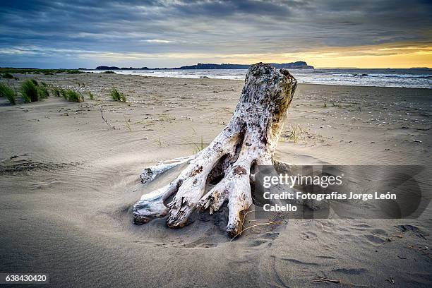 el tronco de playa pangal - maullin - tronco stock pictures, royalty-free photos & images