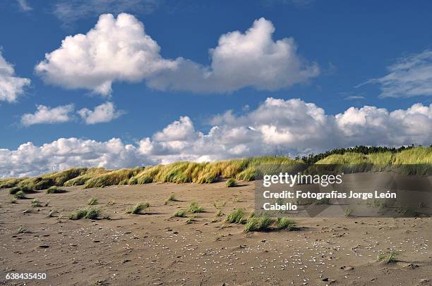 nubes y paja brava en playa pangal - maullin - paja stock pictures, royalty-free photos & images