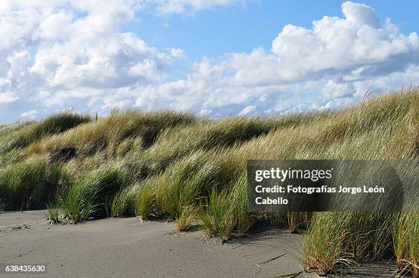 nubes y paja brava en playa pangal - maullin - paja stock pictures, royalty-free photos & images