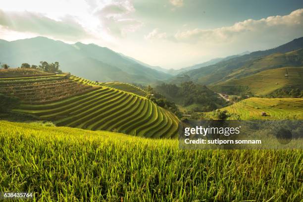 green rice field  on terraced - kambodscha stock-fotos und bilder