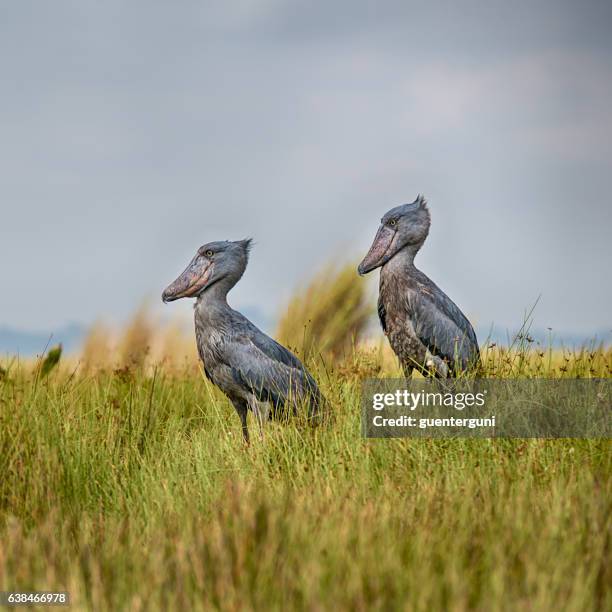 ペアの希少な鳥 balaeniceps shoebill （rex ),ウガンダ - shoebilled stork ストックフォトと画像