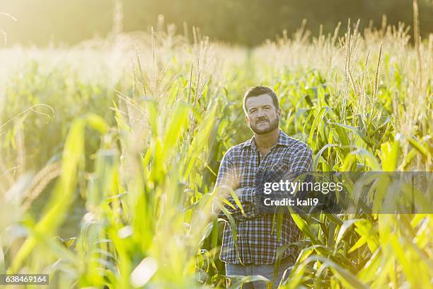 landwirt steht auf sonnigem maisfeld - concerned farmers stock-fotos und bilder