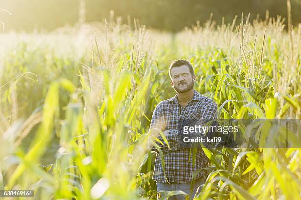 farmer standing in sunny corn crop field - worried farmer stock pictures, royalty-free photos & images