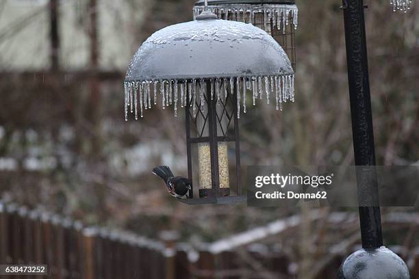 male spotted towhee (pipilo maculatus) at bird feeder - towhee stock pictures, royalty-free photos & images