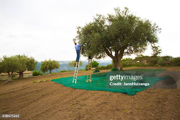 italia: uomo in scala raccogliendo olive, rete olivicolo - raccogliere frutta foto e immagini stock