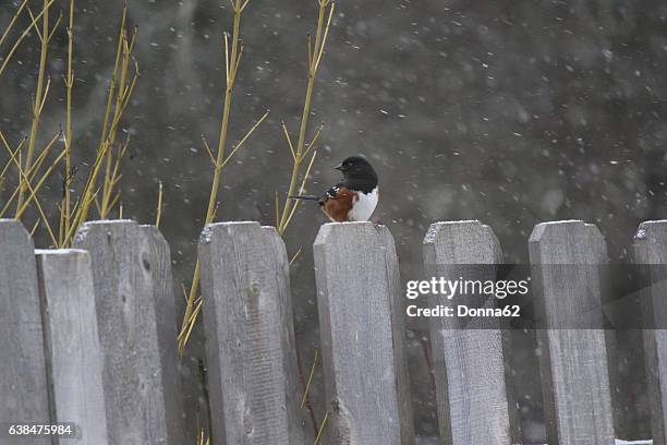 male spotted towhee (pipilo maculatus) on a fence as it begins to snow - towhee fotografías e imágenes de stock