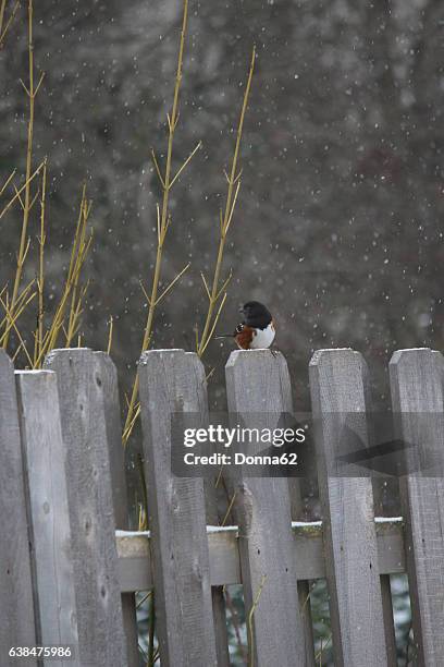 male spotted towhee (pipilo maculatus) on a fence as it begins to snow - towhee fotografías e imágenes de stock