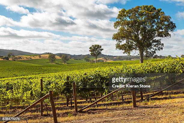 barossa valley - adelaide stock pictures, royalty-free photos & images