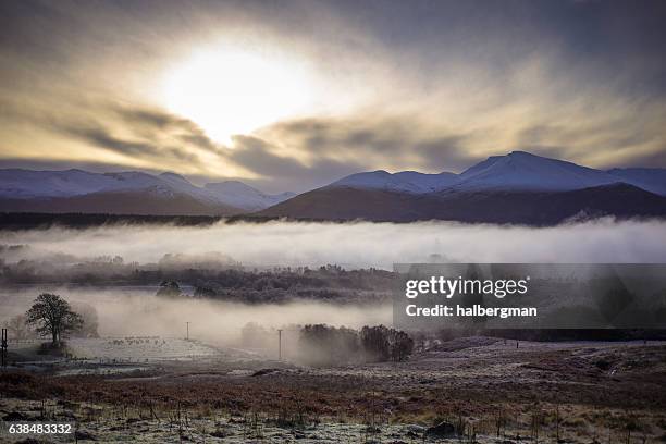 foggy winter morning in spean bridge - cow winter stock pictures, royalty-free photos & images