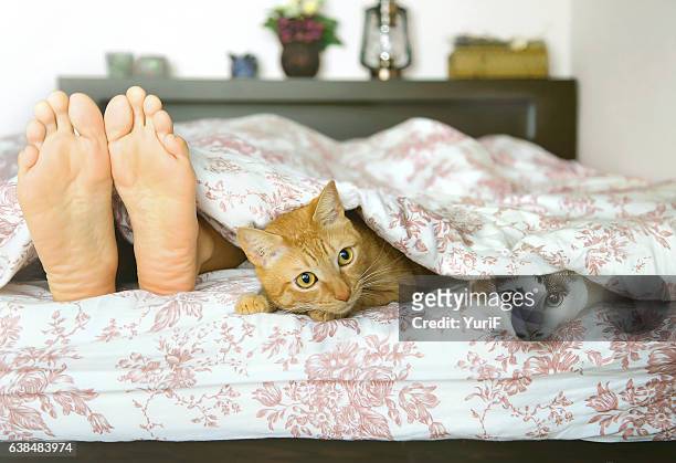 family nap time - cats on the bed stock pictures, royalty-free photos & images