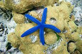 Blue star fish on reef (Linckea Laevigata)