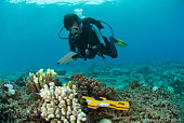 marine biologist underwater