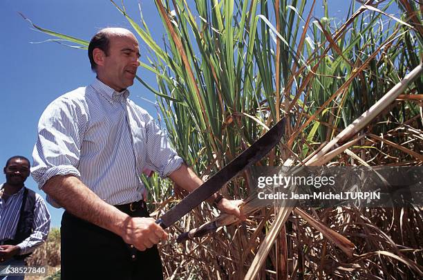 Alain Juppé coupant de la canne à sucre lors d'un voyage en Guadeloupe, en avril 1996.